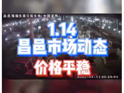 1月14日 昌邑生姜交易實(shí)況（價(jià)格平穩(wěn)） (1167播放)