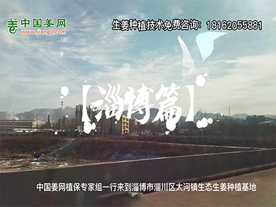 中國姜網(wǎng)生態(tài)基地回訪側(cè)記--淄博篇 (1378播放)
