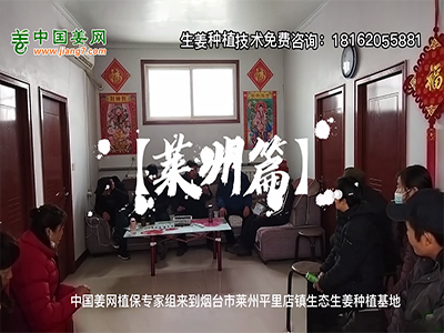 中國姜網生態基地回訪側記--萊州篇 (1365播放)