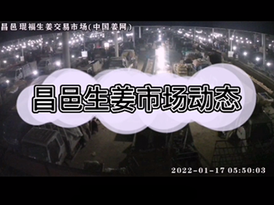 1月17日 昌邑生姜交易實況（價格上漲） (1179播放)