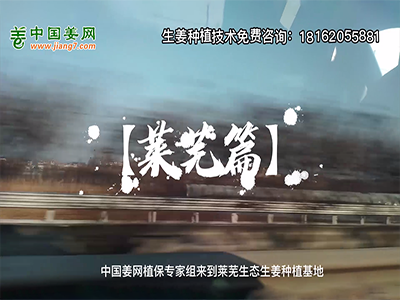 中國(guó)姜網(wǎng)生態(tài)基地回訪側(cè)記--萊蕪篇 (1009播放)