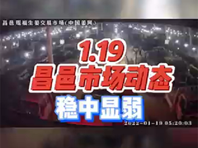 1月19日 昌邑生姜交易實況（穩(wěn)中顯弱） (1436播放)