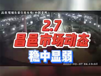 2月7日 昌邑生姜交易實況（穩(wěn)中顯弱） (1250播放)