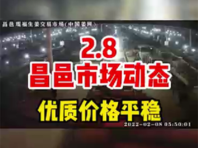 2月8日 昌邑生姜交易實況（好貨價穩(wěn)） (1305播放)