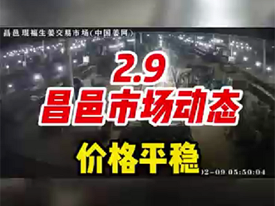 2月9日 昌邑生姜交易實況（價格平穩） (1253播放)