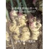 出售純生茬地山農(nóng)一號(hào)姜種