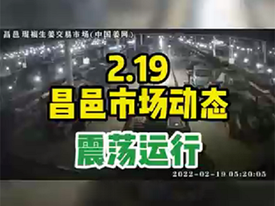 2月19日 昌邑生姜交易實況（震蕩運行） (1473播放)