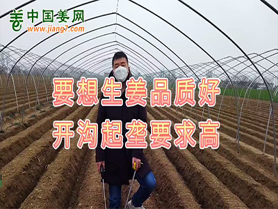 要想生姜品質好 開溝起壟要求高 (1917播放)