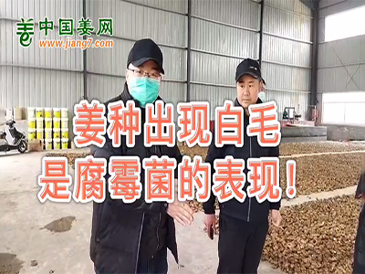 姜種出現(xiàn)白毛是腐霉菌的表現(xiàn) (3206播放)