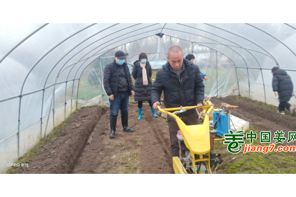 中國姜網(wǎng)生態(tài)基地調(diào)研指導(dǎo)--浙江（嵊州、永康、青田) ()