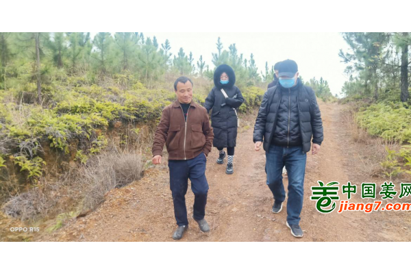 中國姜網(wǎng)生態(tài)基地調(diào)研指導(dǎo)--江西于都、福建建甌 ()