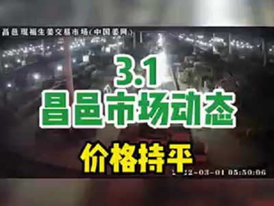 3月1日 昌邑生姜交易實況（行情平穩） (1421播放)