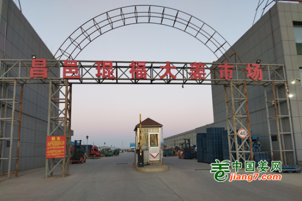 中國(guó)姜網(wǎng)生姜主產(chǎn)區(qū)調(diào)研--昌邑篇 ()