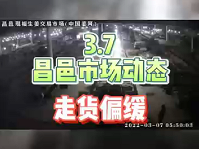 3月7日 昌邑生姜交易實(shí)況（走貨偏緩） (1714播放)