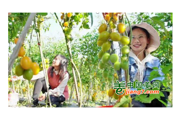 昌寧：優(yōu)化特色蔬菜產(chǎn)業(yè) ()