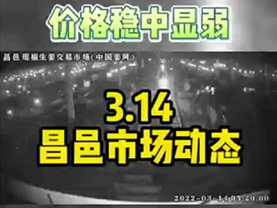 3月14日 昌邑生姜交易實(shí)況（穩(wěn)中顯弱） (1818播放)