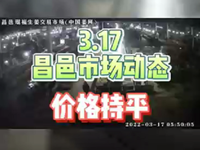 3月17日 昌邑生姜交易實況（價格持平） (1544播放)