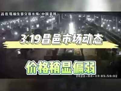 3月19日 昌邑生姜交易實況（價格顯弱） (1525播放)