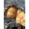 生茬地姜種