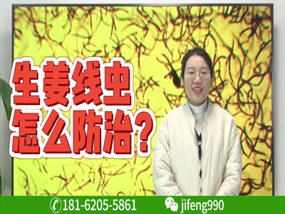 生姜種植：根結(jié)線蟲如何防治？ (2143播放)