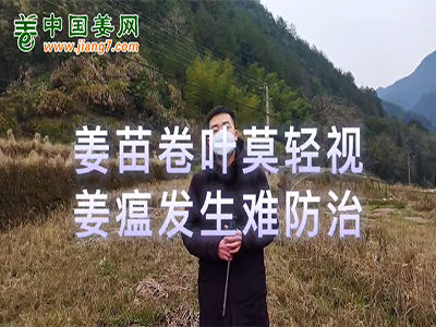 姜苗卷葉莫輕視 姜瘟發生難防治 (2004播放)