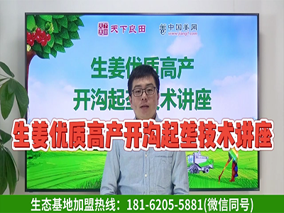 生姜種植：開溝起壟主要事項 (2177播放)