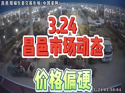 3月24日 昌邑生姜交易實況（價格偏硬） (1548播放)