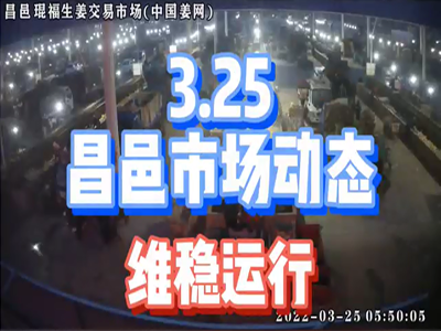 3月25日 昌邑生姜交易實況（行情維穩） (1854播放)