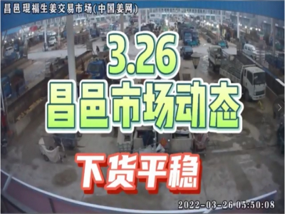 3月26日 昌邑生姜交易實況（下貨平穩） (1906播放)