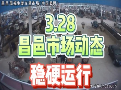3月28日 昌邑生姜交易實況（行情穩硬） (1621播放)