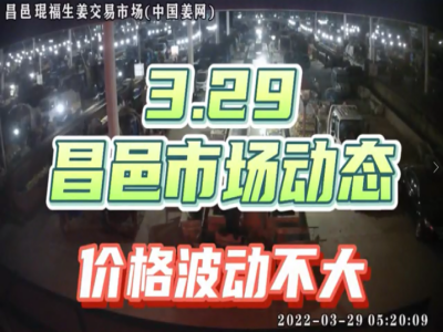 3月29日 昌邑生姜交易實況（價格平穩） (1865播放)