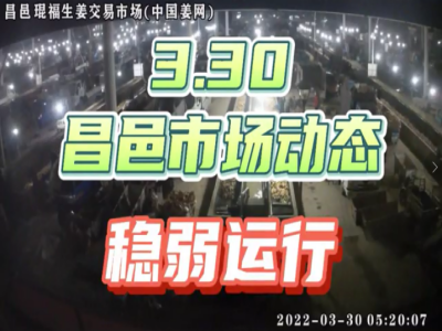 3月30日 昌邑生姜交易實況（行情穩弱） (1943播放)