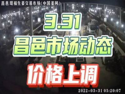 3月31日 昌邑生姜交易實況（價格上漲） (1882播放)