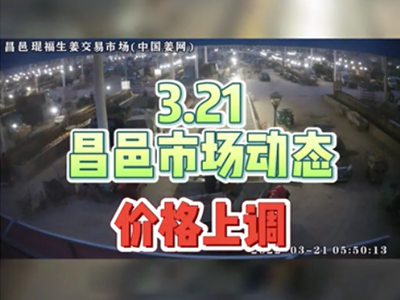 3月21日 昌邑生姜交易實況（價格上漲） (1775播放)