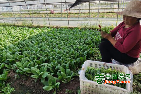 荊州：蔬菜嘗鮮正當(dāng)時(shí) ()