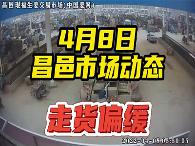 4月8日 昌邑生姜交易實(shí)況（價(jià)格下滑） (1679播放)
