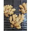 姜種出售13176070878