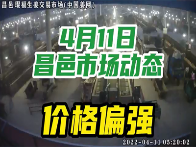 4月11日 昌邑生姜交易實(shí)況（價(jià)格上漲） (1744播放)