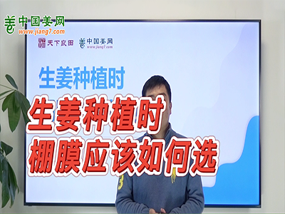 生姜種植：棚膜應(yīng)該如何選？ (2429播放)
