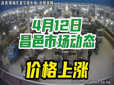 4月12日 昌邑生姜交易實(shí)況（價(jià)格上漲） (1874播放)