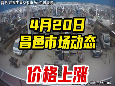 4月20日 昌邑生姜交易實況（價格上漲） (2225播放)