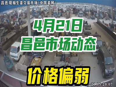 4月21日 昌邑生姜交易實況（價格偏弱） (2087播放)