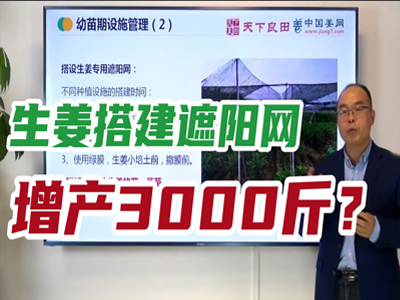 生姜種植：搭建遮陽網 (2231播放)