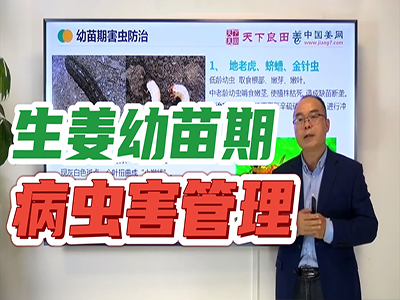 生姜種植：幼苗期病蟲害管理 (1755播放)