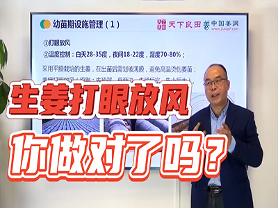 生姜種植：如何打眼放風 (2014播放)