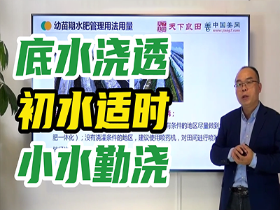 生姜種植：澆水技巧 (2643播放)