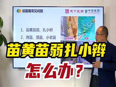 生姜種植：苗黃苗弱扎小辮怎么辦？ (1622播放)