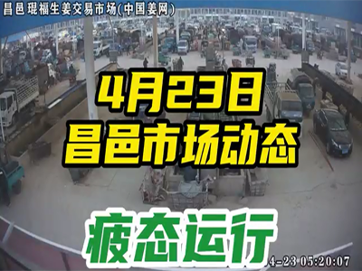 4月23日 昌邑生姜交易實況（行情疲軟） (2145播放)