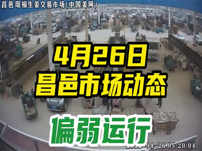 4月26日 昌邑生姜交易實況（行情偏弱） (2196播放)