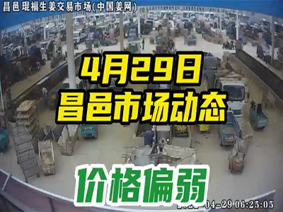 4月29日 昌邑生姜交易實況（價格下滑） (2218播放)